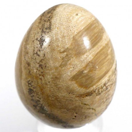 oeuf en bois fossile 5cm