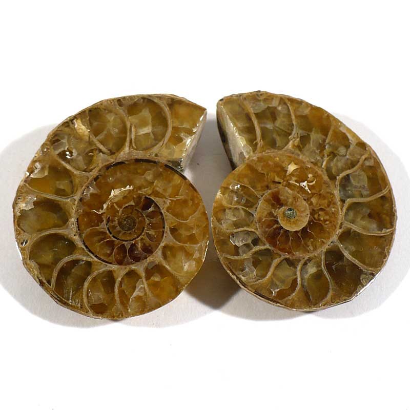 ark ammonite bile