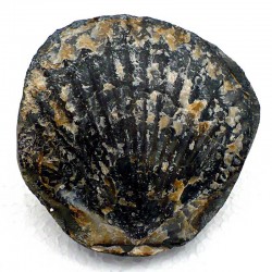 Pecten fossile du Miocène des USA